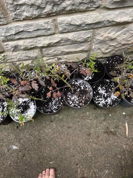 Photo of free Organic Cherry Tomato Plants (Chipping norton OX7) #1