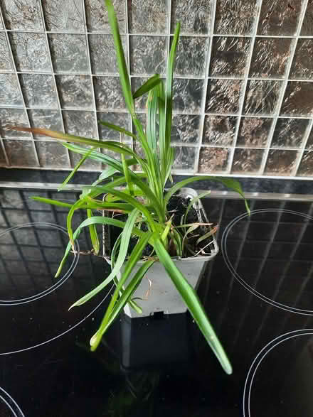 Photo of free Cutting of Lirope (Morden SM4) #2