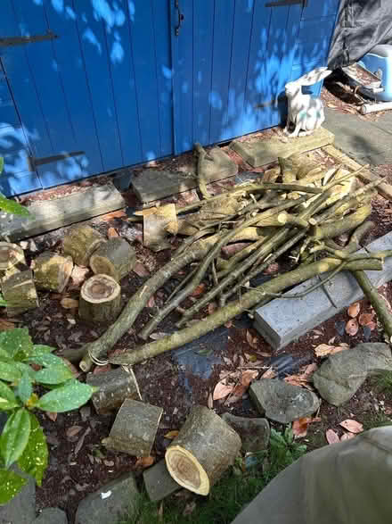 Photo of free Laburnum for woodturning (Kirkstall LS5) #1