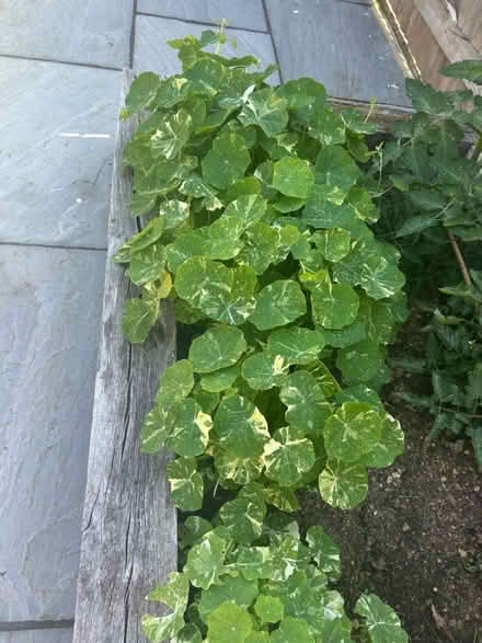 Photo of free Nasturtiums (Chichester - PO19) #2