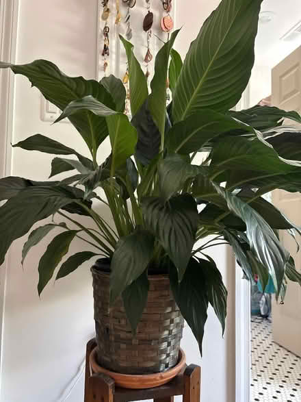 Photo of free Large potted peace lily plant (Capitol Hill, Duncan St NE) #3