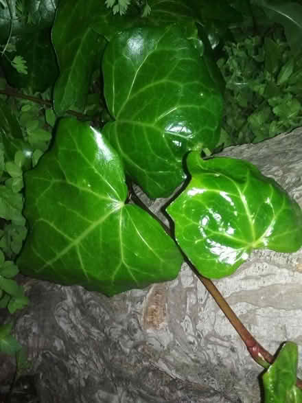 Photo of free Decorative Ivy cuttings (Dublin central) #3