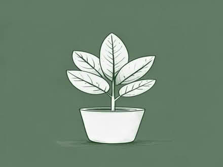 Photo of Household plants. (Killeaton BT17) #1
