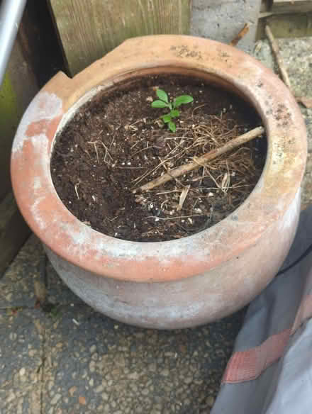 Photo of free Various sizes used garden plants pots (Enfield EN3) #1