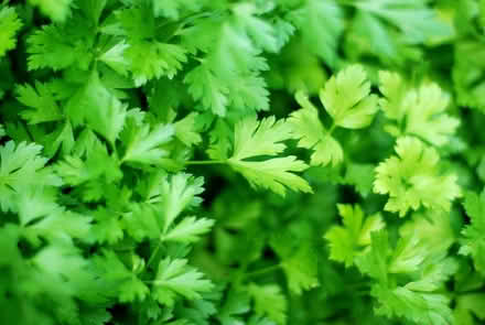 Photo of free Lupins & parsley seeds (Millhouses S7) #2