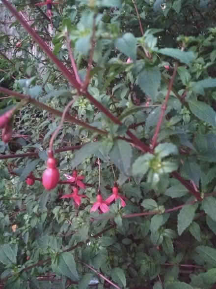 Photo of free Fuchsia cuttings for propagation (Dublin central) #3