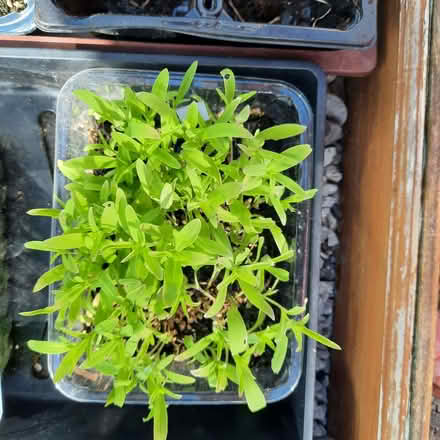Photo of free Gysophlia- babies breath (Southport PR9) #1