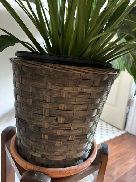 Photo of free Large potted peace lily plant (Capitol Hill, Duncan St NE) #4