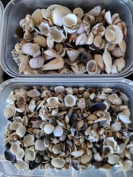 Photo of free Shells (Sandsfoot Court Weymouth) #2