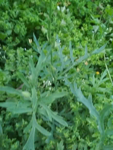 Photo of free Poppyplants looking for a new home (Dublin central) #2