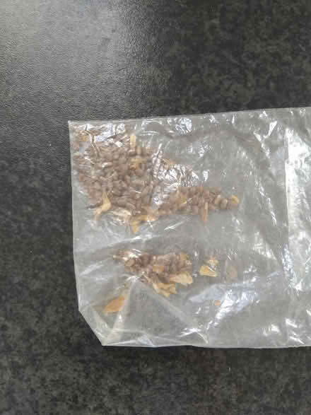 Photo of free Lupins & parsley seeds (Millhouses S7) #4
