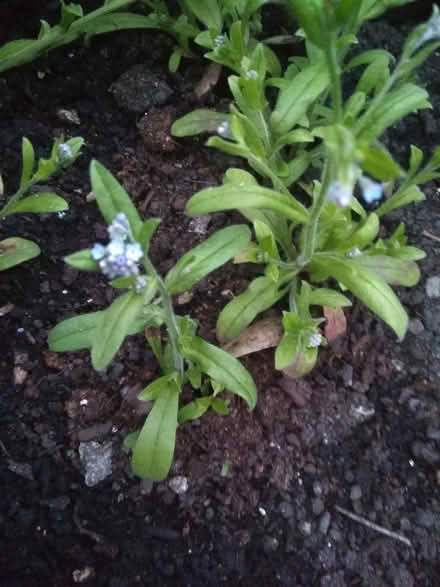 Photo of free Forgetmenots looking for a new home (Dublin central) #1