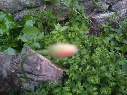 Photo of free Poppyplants looking for a new home (Dublin central) #3