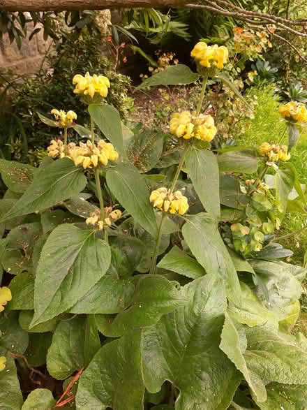 Photo of free Phlomis russeliana plants (Somerton TA11) #1