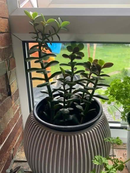 Photo of free Succulents (North walbottle NE5) #1