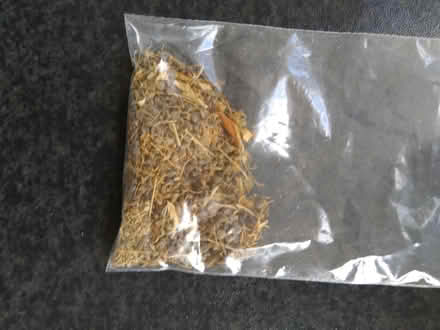 Photo of free Lupins & parsley seeds (Millhouses S7) #3