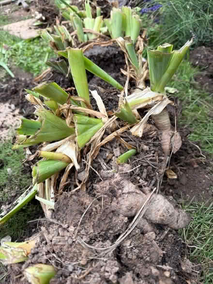 Photo of free Purple Iris Rhizomes (Nunnery Wood WR5) #1