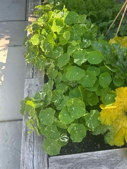 Photo of free Nasturtiums (Chichester - PO19) #3