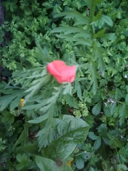 Photo of free Poppyplants looking for a new home (Dublin central) #1