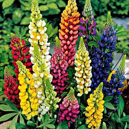 Photo of free Lupins & parsley seeds (Millhouses S7) #1