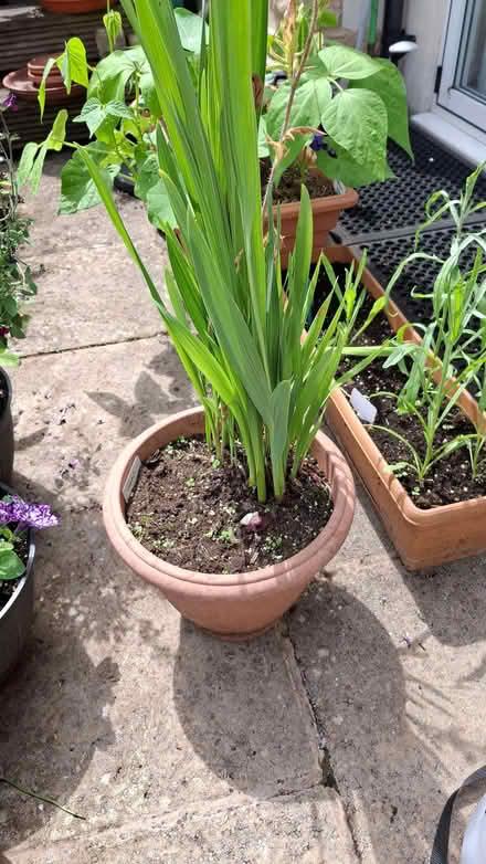 Photo of free Gladioli. (Forest Green GL6) #2