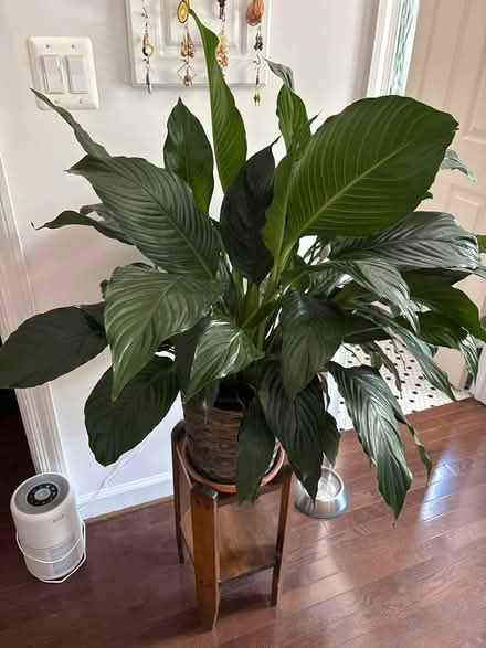 Photo of free Large potted peace lily plant (Capitol Hill, Duncan St NE) #1