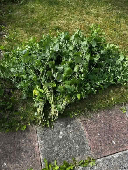 Photo of free Lemon balm (Dublin 13) #2