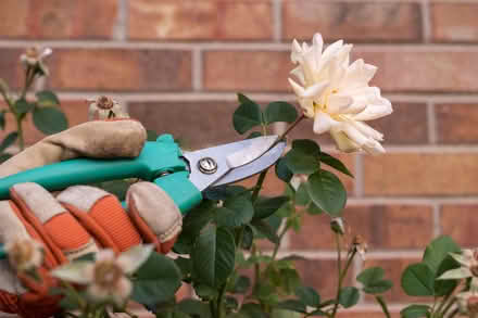 Photo of free dead heading roses (Round Hill BN2) #1
