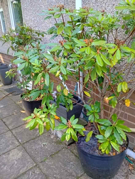 Photo of free Rhododendron bushes (Grange CH48) #1