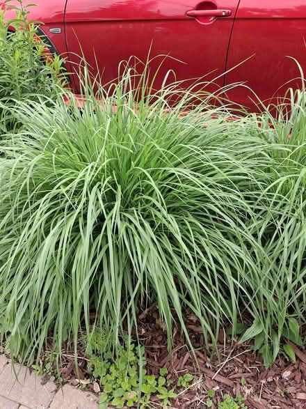 Photo of free shendoah switch grass (131 Wesley Avenue) #2