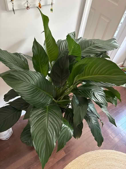 Photo of free Large potted peace lily plant (Capitol Hill, Duncan St NE) #2