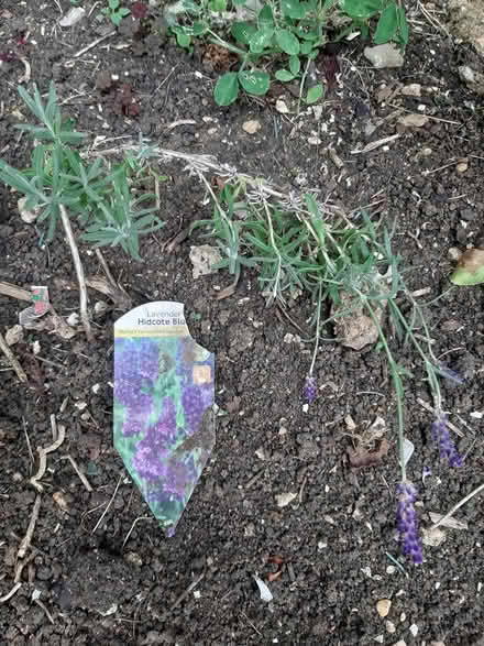 Photo of free Small lavender plant (Somerton TA11) #1