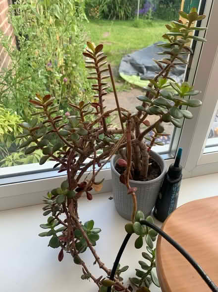 Photo of free Succulents (North walbottle NE5) #2