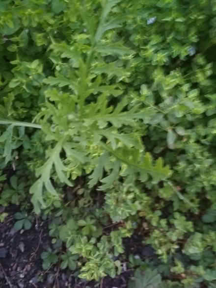 Photo of free Poppyplants looking for a new home (Dublin central) #4