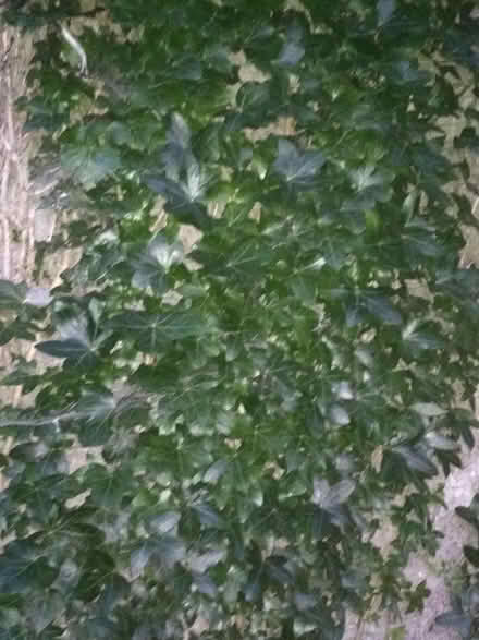Photo of free Decorative Ivy cuttings (Dublin central) #1