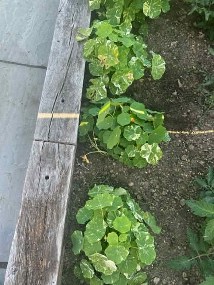 Photo of free Nasturtiums (Chichester - PO19) #1