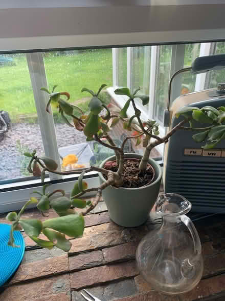 Photo of free Succulents (North walbottle NE5) #3