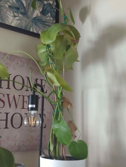 Photo of free Monstera house plant (Enfield EN3) #1