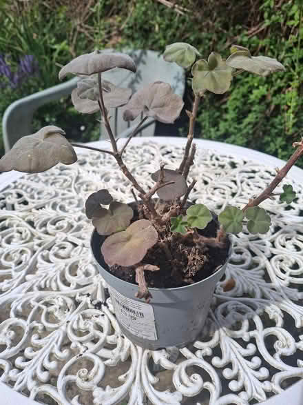 Photo of free Indoor plant (GL50) #1