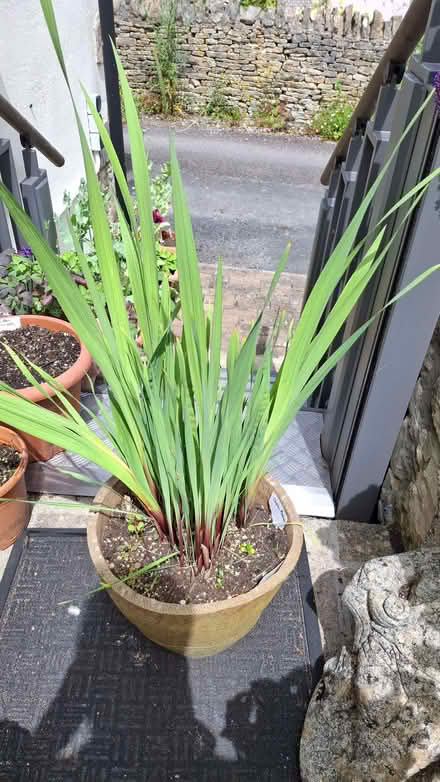 Photo of free Gladioli. (Forest Green GL6) #1