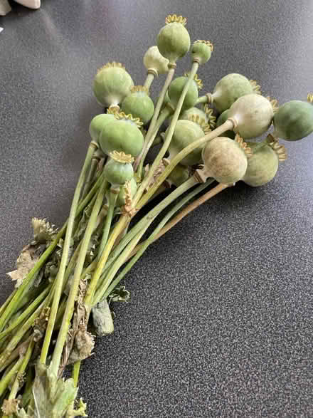 Photo of free Poppy heads for seeds /decoration (Welling DA16) #1