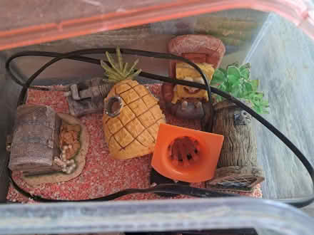 Photo of free Sponge bob Beginners fish tank (Norcot RG30) #2