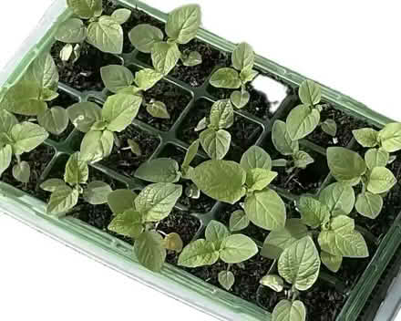 Photo of free Cape Gooseberry plants (New Barnet EN4) #2
