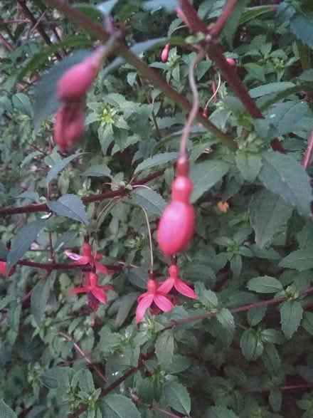 Photo of free Fuchsia cuttings for propagation (Dublin central) #2