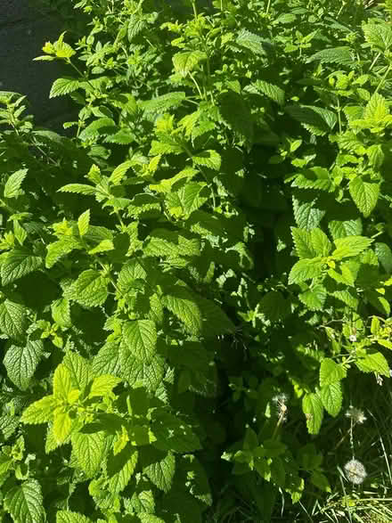 Photo of free Lemon balm (Dublin 13) #1