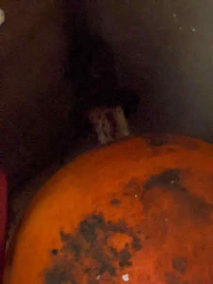 Photo of free Buoys (Freehold LA1) #4