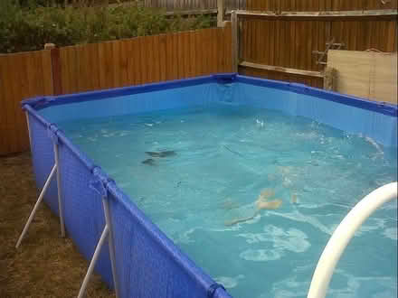 Photo of free Pool (SE9) #1