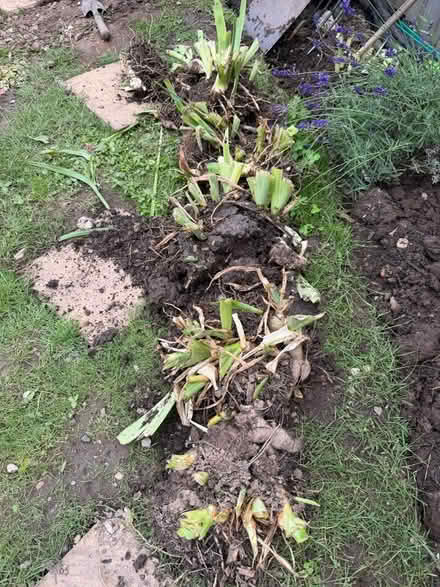Photo of free Purple Iris Rhizomes (Nunnery Wood WR5) #2