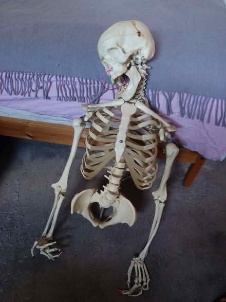 Photo of free Skeleton Decoration (Aigburth L17) #1