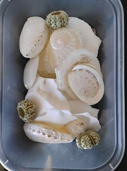 Photo of free Shells (Sandsfoot Court Weymouth) #3